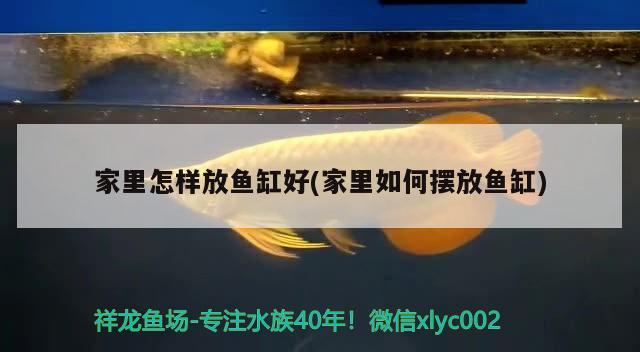 家里怎樣放魚缸好(家里如何擺放魚缸)