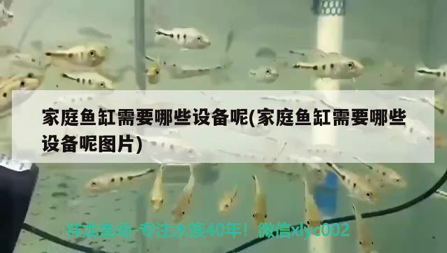 家庭魚缸需要哪些設備呢(家庭魚缸需要哪些設備呢圖片) 觀賞魚