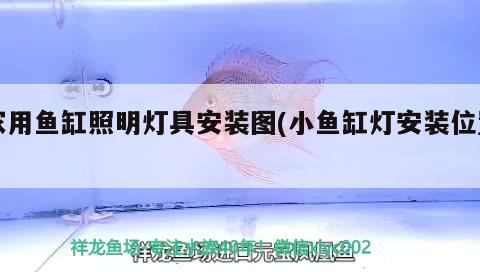 家用魚(yú)缸照明燈具安裝圖(小魚(yú)缸燈安裝位置) 紅老虎魚(yú)