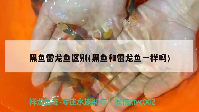 黑魚雷龍魚區(qū)別(黑魚和雷龍魚一樣嗎)