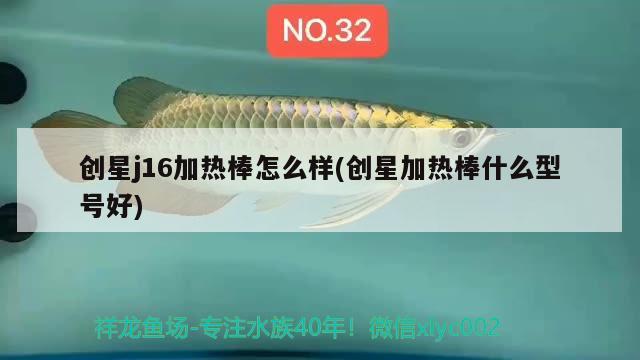 創(chuàng)星j16加熱棒怎么樣(創(chuàng)星加熱棒什么型號好) 紅老虎魚