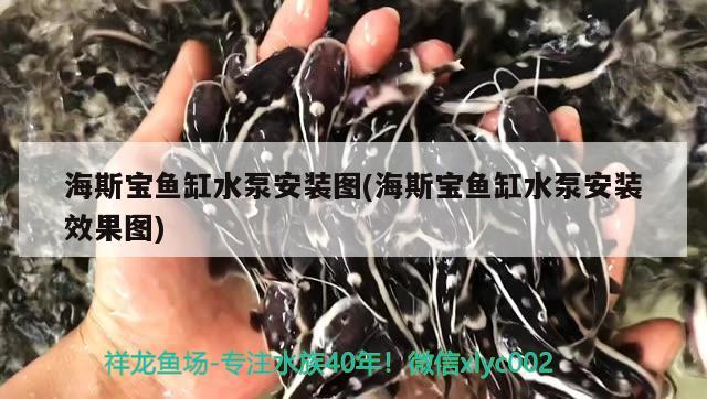 海斯寶魚缸水泵安裝圖(海斯寶魚缸水泵安裝效果圖) 魚缸水泵