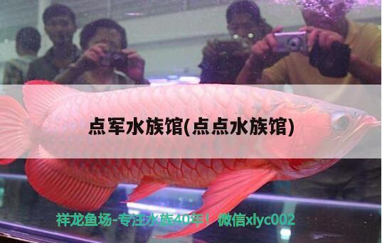 點(diǎn)軍水族館(點(diǎn)點(diǎn)水族館) 白條過(guò)背金龍魚(yú)