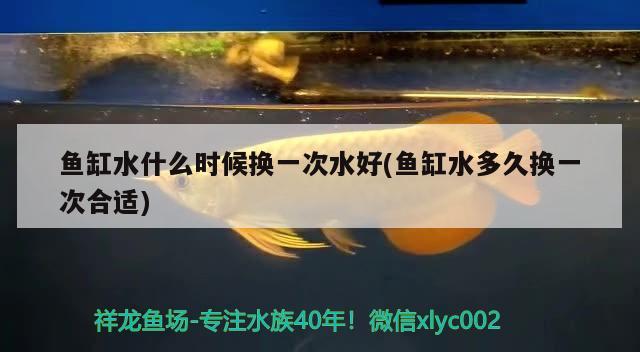 魚缸水什么時(shí)候換一次水好(魚缸水多久換一次合適) 野彩魚