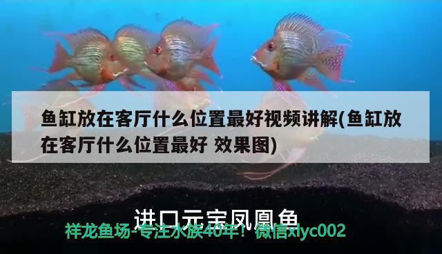 魚缸放在客廳什么位置最好視頻講解(魚缸放在客廳什么位置最好效果圖) 稀有紅龍品種 第2張