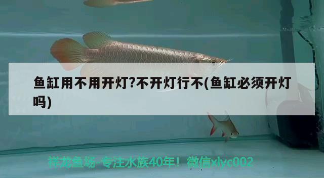 魚缸用不用開燈?不開燈行不(魚缸必須開燈嗎)