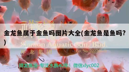 金龍魚屬于金魚嗎圖片大全(金龍魚是魚嗎?) 雙線側(cè)魚