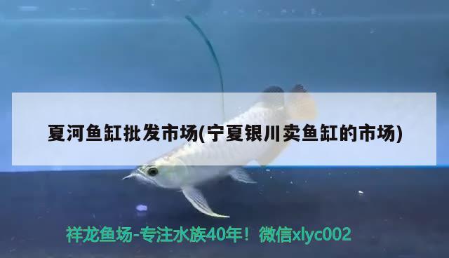 夏河魚缸批發(fā)市場(chǎng)(寧夏銀川賣魚缸的市場(chǎng)) 廣州龍魚批發(fā)市場(chǎng)