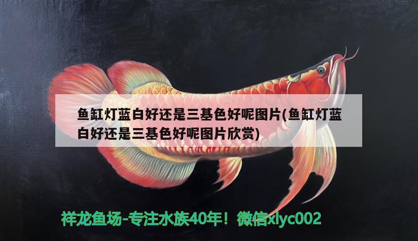 魚缸燈藍(lán)白好還是三基色好呢圖片(魚缸燈藍(lán)白好還是三基色好呢圖片欣賞) 元寶鳳凰魚專用魚糧