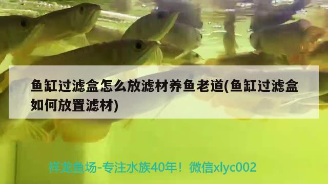 魚缸過濾盒怎么放濾材養(yǎng)魚老道(魚缸過濾盒如何放置濾材) 過背金龍魚