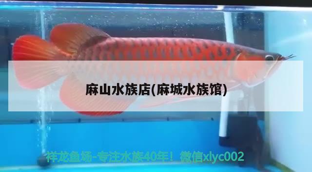 麻山水族店(麻城水族館) 黑白雙星