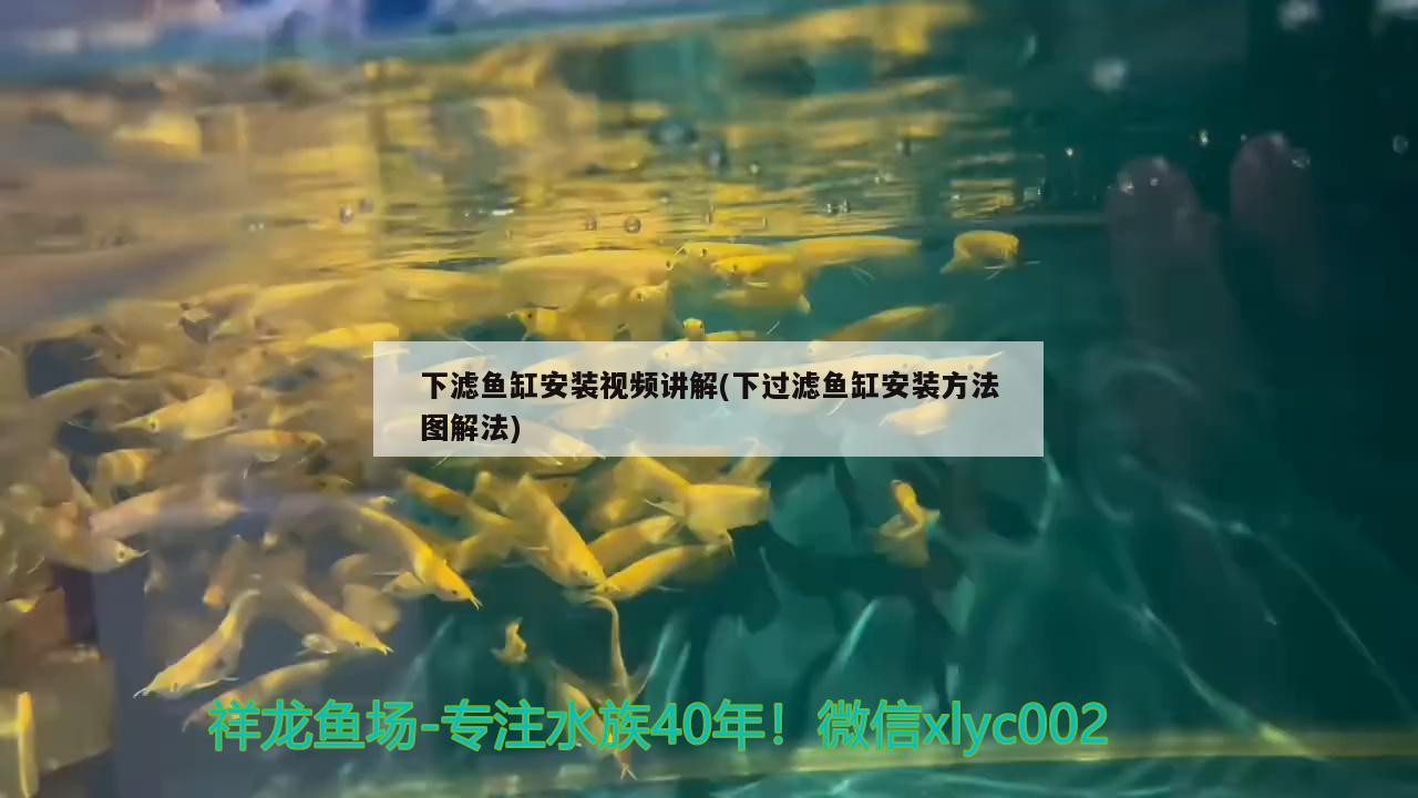 下濾魚缸安裝視頻講解(下過(guò)濾魚缸安裝方法圖解法)