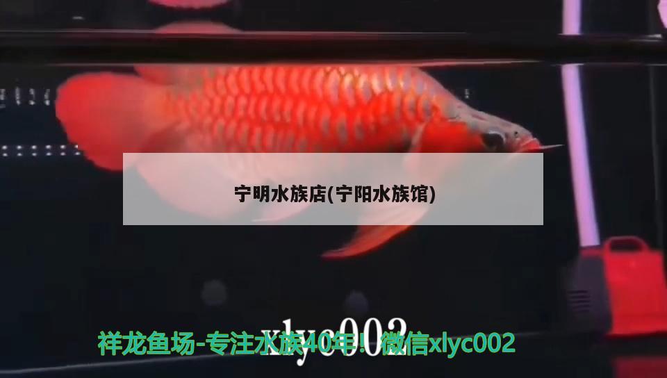 寧明水族店(寧陽水族館) 杰西卡恐龍魚 第1張