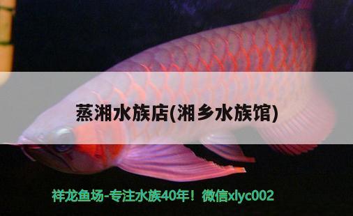 蒸湘水族店(湘鄉(xiāng)水族館) 魚缸水泵