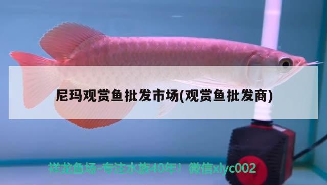 尼瑪觀賞魚批發(fā)市場(觀賞魚批發(fā)商) 觀賞魚批發(fā)