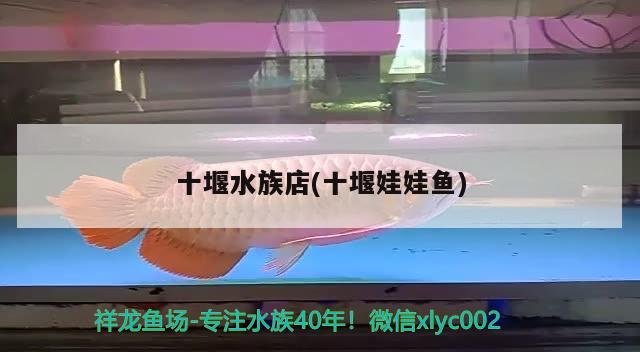 十堰水族店(十堰娃娃魚)