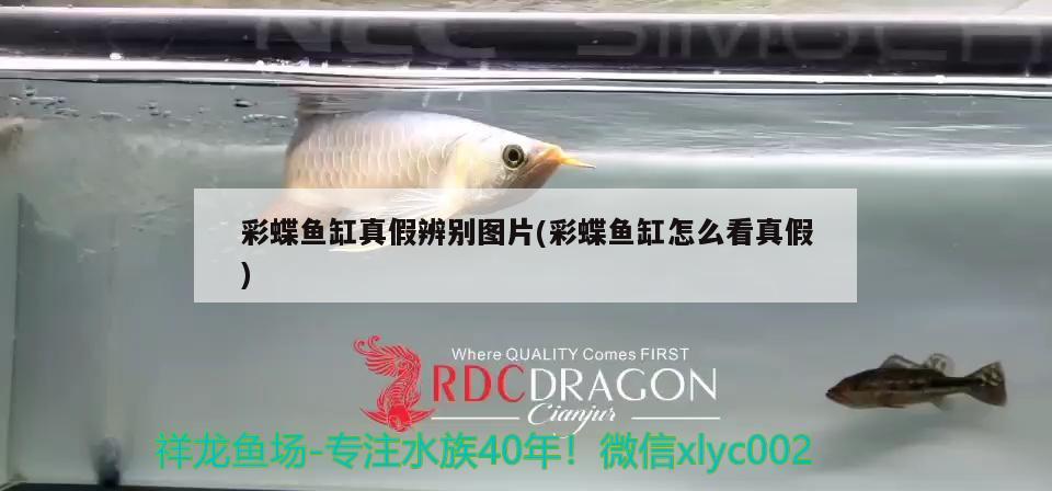 彩蝶魚(yú)缸真假辨別圖片(彩蝶魚(yú)缸怎么看真假) 羅漢魚(yú)