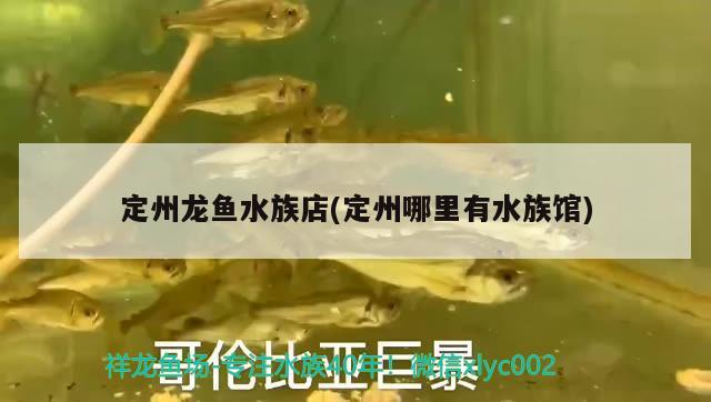 定州龍魚水族店(定州哪里有水族館) 成吉思汗鯊（球鯊）魚