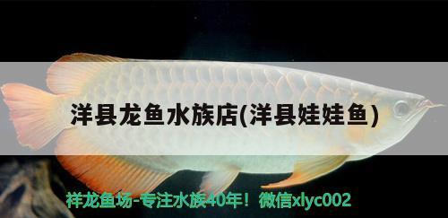 洋縣龍魚水族店(洋縣娃娃魚) 名貴錦鯉魚