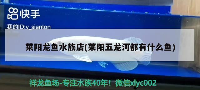 萊陽龍魚水族店(萊陽五龍河都有什么魚) 純血皇冠黑白魟魚