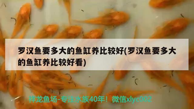 羅漢魚要多大的魚缸養(yǎng)比較好(羅漢魚要多大的魚缸養(yǎng)比較好看) 羅漢魚