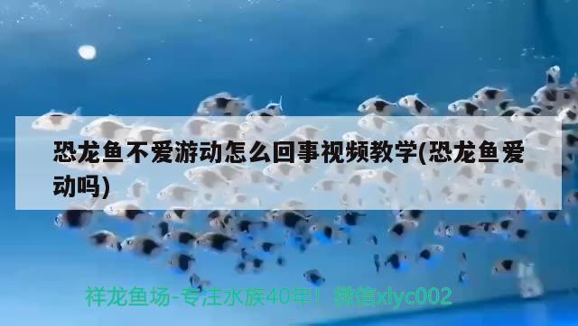 恐龍魚不愛游動怎么回事視頻教學(xué)(恐龍魚愛動嗎)