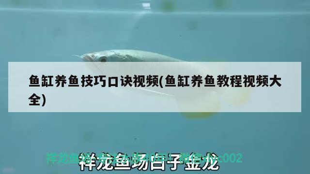 魚(yú)缸養(yǎng)魚(yú)技巧口訣視頻(魚(yú)缸養(yǎng)魚(yú)教程視頻大全) 紅龍福龍魚(yú)