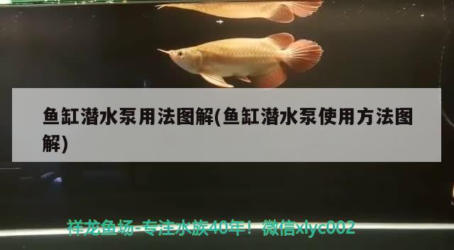 魚缸潛水泵用法圖解(魚缸潛水泵使用方法圖解) 奈及利亞紅圓點(diǎn)狗頭