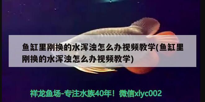 魚(yú)缸里剛換的水渾濁怎么辦視頻教學(xué)(魚(yú)缸里剛換的水渾濁怎么辦視頻教學(xué)) 白子黑帝王魟魚(yú)