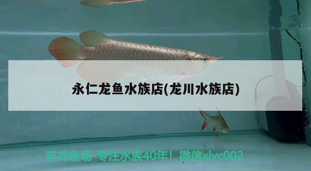 永仁龍魚水族店(龍川水族店) 慈雕魚