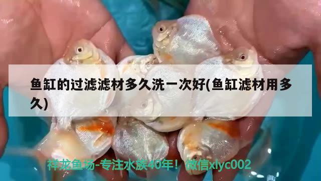 魚缸的過濾濾材多久洗一次好(魚缸濾材用多久) 祥龍魚場品牌產(chǎn)品