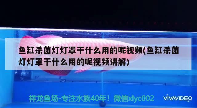 魚缸殺菌燈燈罩干什么用的呢視頻(魚缸殺菌燈燈罩干什么用的呢視頻講解) 名貴錦鯉魚