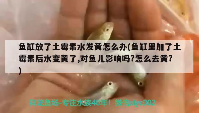 魚缸放了土霉素水發(fā)黃怎么辦(魚缸里加了土霉素后水變黃了,對魚兒影響嗎?怎么去黃?) 戰(zhàn)車紅龍魚