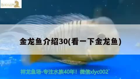 金龍魚介紹30(看一下金龍魚) 其他益生菌