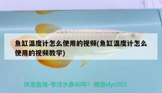 魚缸溫度計怎么使用的視頻(魚缸溫度計怎么使用的視頻教學(xué)) 白子黃化銀龍魚