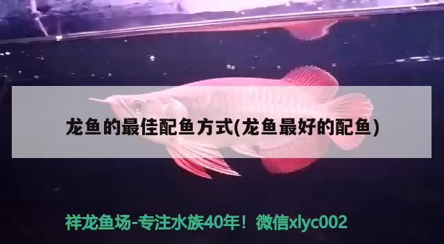 龍魚的最佳配魚方式(龍魚最好的配魚) 觀賞蝦蟹等飼料