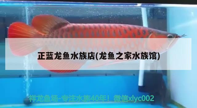 正藍龍魚水族店(龍魚之家水族館)