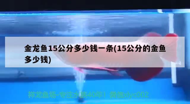 金龍魚15公分多少錢一條(15公分的金魚多少錢)