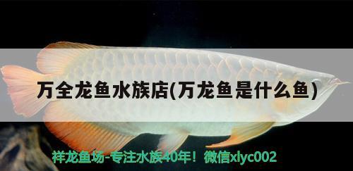 萬全龍魚水族店(萬龍魚是什么魚)