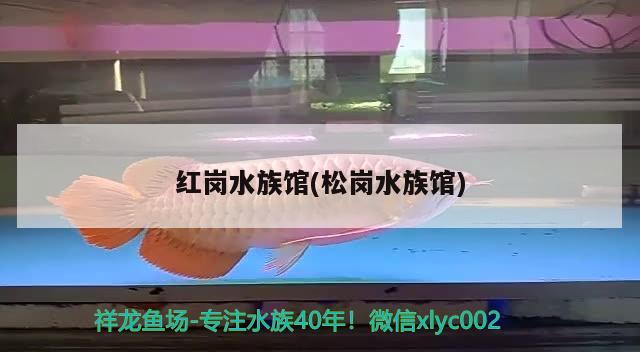 紅崗水族館(松崗水族館) 廣州龍魚(yú)批發(fā)市場(chǎng)