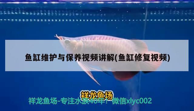 魚缸維護與保養(yǎng)視頻講解(魚缸修復視頻) 祥龍魚場品牌產品