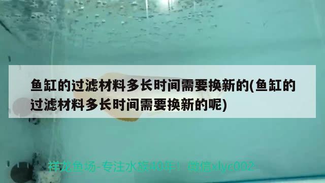 魚缸的過濾材料多長時(shí)間需要換新的(魚缸的過濾材料多長時(shí)間需要換新的呢) 赤荔鳳冠魚 第1張