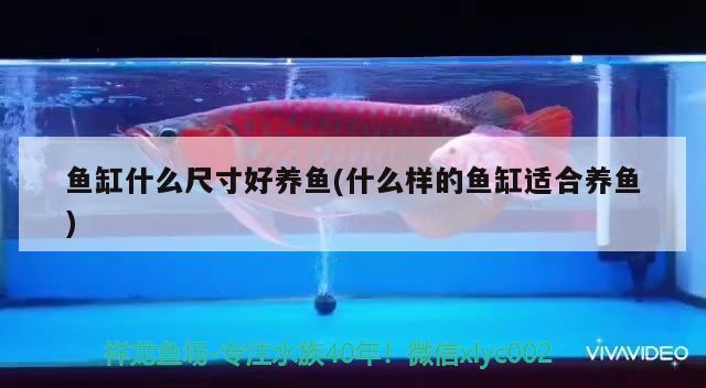 魚(yú)缸什么尺寸好養(yǎng)魚(yú)(什么樣的魚(yú)缸適合養(yǎng)魚(yú)) 大正錦鯉魚(yú)