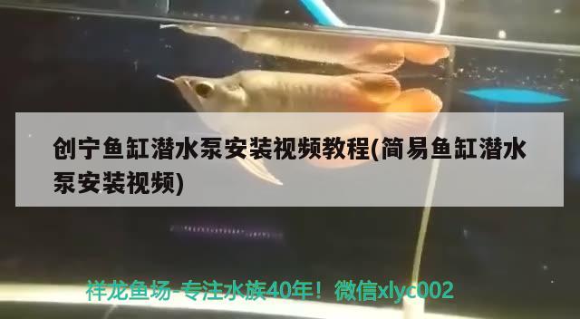 創(chuàng)寧魚缸潛水泵安裝視頻教程(簡(jiǎn)易魚缸潛水泵安裝視頻) 創(chuàng)寧水族 第3張