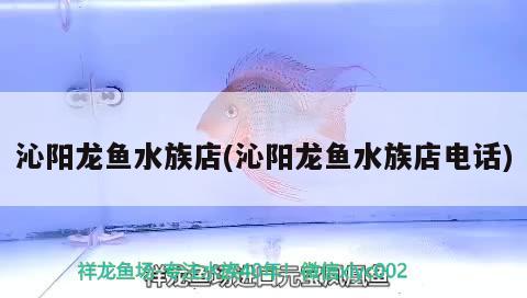 沁陽龍魚水族店(沁陽龍魚水族店電話) 超血紅龍魚