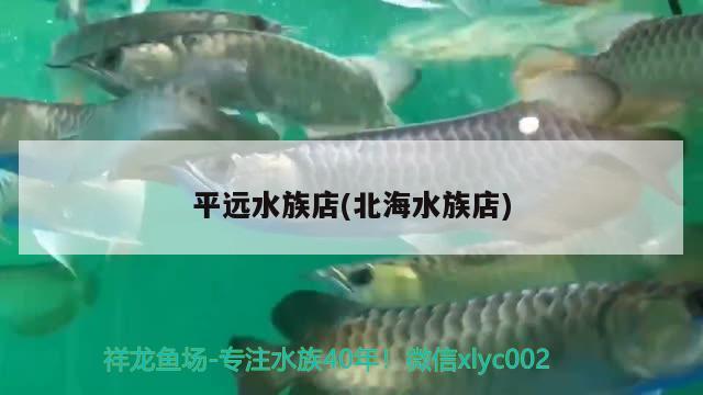 平遠水族店(北海水族店) 紅龍魚百科