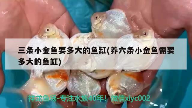 三條小金魚要多大的魚缸(養(yǎng)六條小金魚需要多大的魚缸) 熊貓異形魚L46