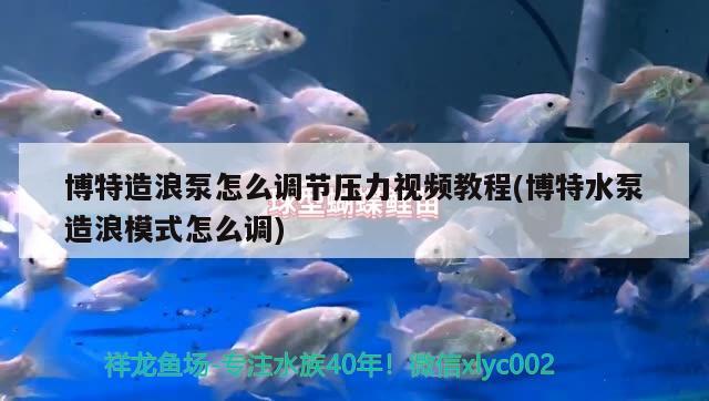 博特造浪泵怎么調(diào)節(jié)壓力視頻教程(博特水泵造浪模式怎么調(diào)) 博特水族