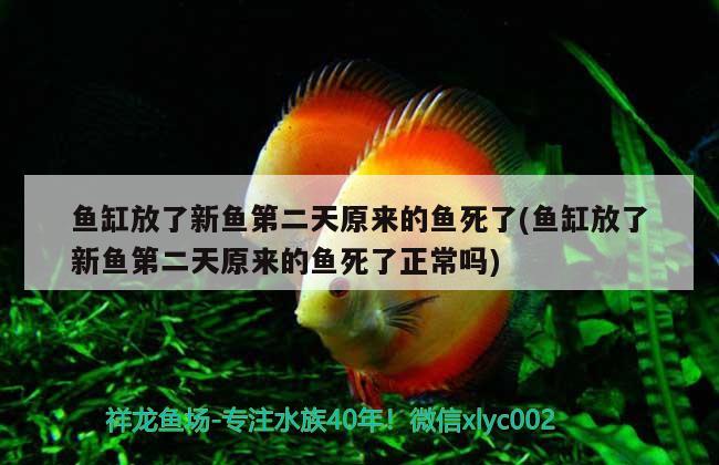 魚缸放了新魚第二天原來的魚死了(魚缸放了新魚第二天原來的魚死了正常嗎) 翡翠鳳凰魚