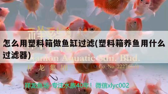 怎么用塑料箱做魚(yú)缸過(guò)濾(塑料箱養(yǎng)魚(yú)用什么過(guò)濾器) 白化巴西龜（白巴）